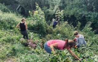 Gartenarbeiten, Baumschnitt-Aktion